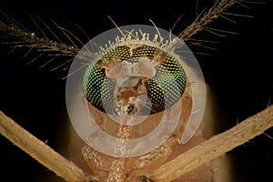 Extreme magnification - Mosquito head