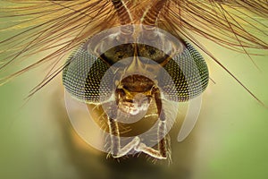 Extreme magnification - Mosquito head, Chironomus, front view