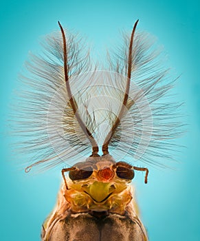 Extreme magnification - Mosquito head, Chironomus, front view