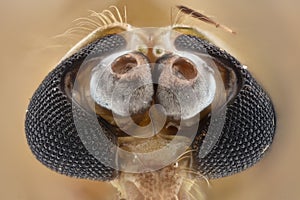 Extreme magnification - Mosquito head