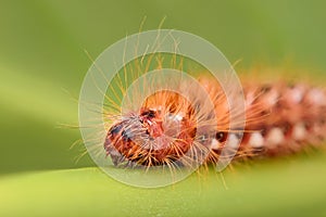 Extreme magnification - Red Caterpillar