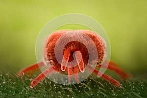 Extreme magnification - Red Velvet Mite, Trombidiidae