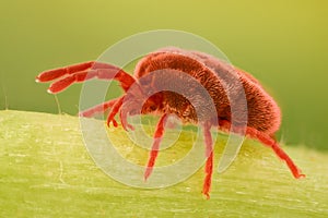 Extreme magnification - Red Velvet Mite, Trombidiidae