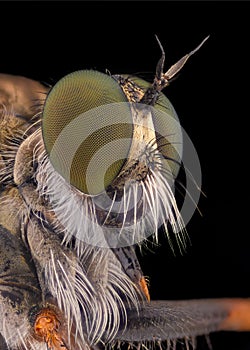 Extreme magnification - Robber fly