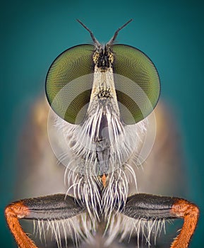 Extreme magnification - Robber fly