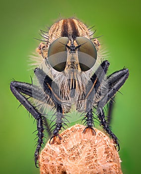 Extreme magnification - Robber fly