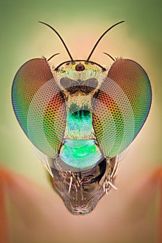 Extreme magnification - Robber fly