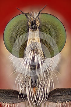 Extreme magnification - Robber fly