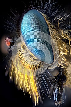 Extreme magnification - Robber fly