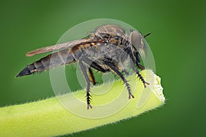 Extreme magnification - Robber fly