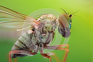 Extreme magnification - Robber fly