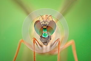 Extreme magnification - Robber fly