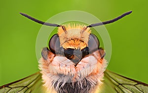 Extreme magnification - Solitaire Bee, Megachilidae