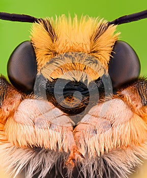 Extreme magnification - Solitaire Bee, Megachilidae