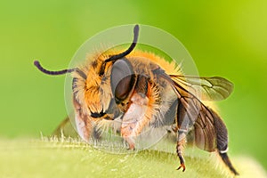 Extreme magnification - Solitaire Bee, Megachilidae