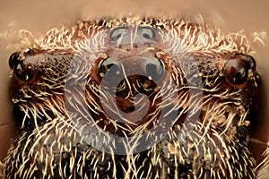 Extreme magnification - Spider eyes, front view