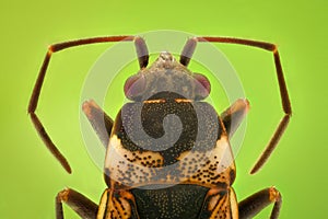 Extreme magnification - Top view of a small bug