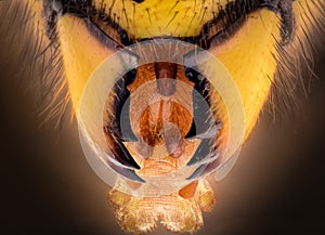 Extreme magnification - Wasp jaws