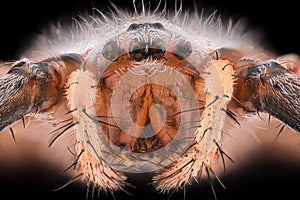 Extreme magnification - Wasp spider, Argiope bruennichi