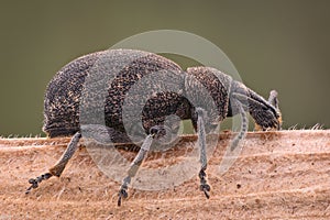 Extreme magnification - Weevil