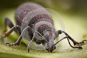 Extreme magnification - Weevil