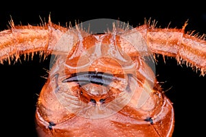 Extreme magnification - Western Yellow Centipede Stigmatogaster subterranea