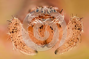 Extreme magnification - White spider, front view