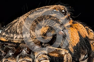 Extreme magnification - Wolf Spider, body shot, high resolution