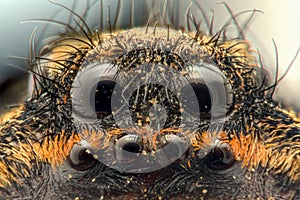 Extreme magnification - Wolf Spider, eyes