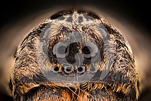 Extreme magnification - Wolf Spider Lycosidae