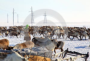 Assistant reindeer breeder