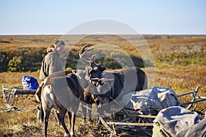 The extreme north  reindeer in Tundra  Deer harness with reindeer  young male reindeer herder