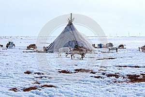 Assistant reindeer breeder