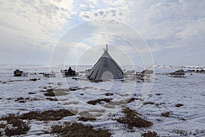 Assistant reindeer breeder