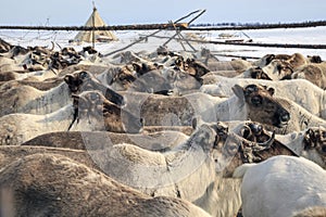 Assistant reindeer breeder