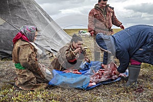 The extreme north, Yamal, the past of the Nenets people, the womens cuts the meat of the reindeer