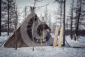 Extreme north, Yamal, pastures of the Nenets, dwellings of the peoples of the north, a yurt in the forest