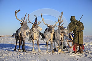 The extreme north, Yamal,   reindeer in Tundra , Deer harness with reindeer, pasture of Nenets