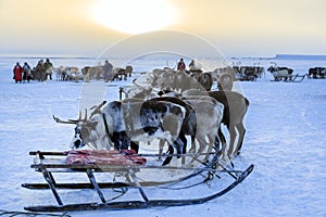 The extreme north, Yamal, reindeer in Tundra , Deer harness with reindeer, pasture of Nenets