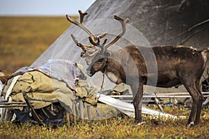 The extreme north, Yamal, reindeer in Tundra , Deer harness with reindeer, pasture of Nenets