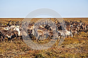 The extreme north, Yamal,   reindeer in Tundra , Deer harness with reindeer, pasture of Nenets