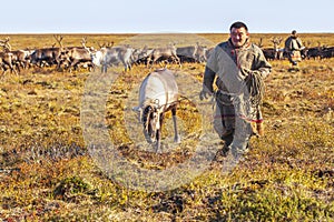 The extreme north, Yamal,   reindeer in Tundra , Deer harness with reindeer, pasture of Nenets