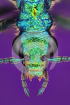 Extreme sharp closeup of Chrysanthia viridissima insect viewed under macro lens with high power magnification photo