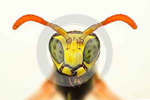 Extreme sharp closeup of wasp head