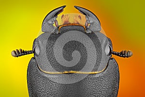 Extreme sharp and detailed study of Dorcus