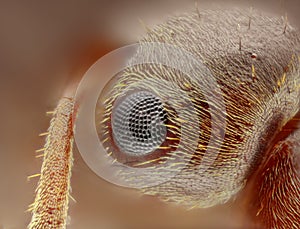 Extreme sharp and detailed study of formica ant head