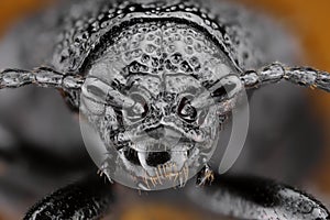 Extreme sharp and detailed study of Galeruca