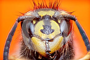 Extreme sharp and detailed study of wasp head