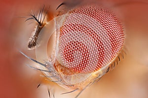 Extreme sharp macro portrait of fruit fly head taken with microscope objective stacked from many shots into one very sharp photo