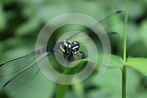 An extreme view of the face and front body parts of a Golden ringed dragonfly